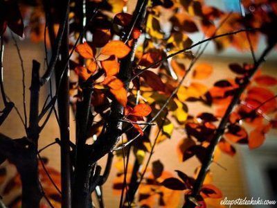 Poema: Caducifolias