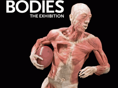 Bodies