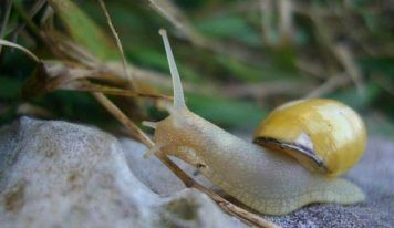 El caracol