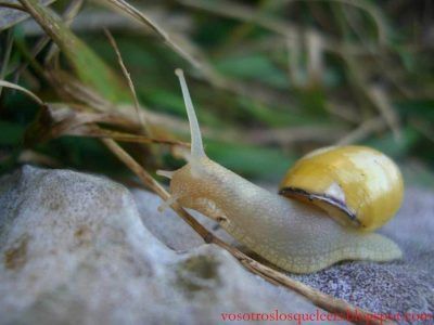 El caracol