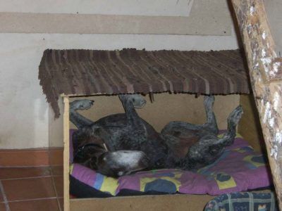 Durmiendo a la bartola